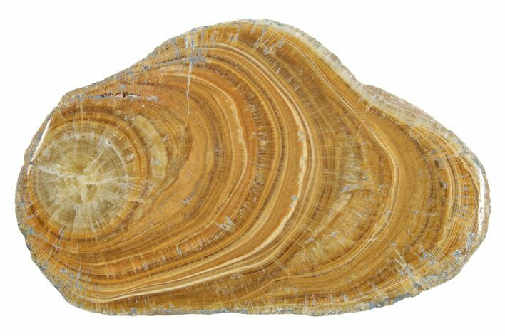Polished Aragonite Stalactite Slice - Morocco #371030
